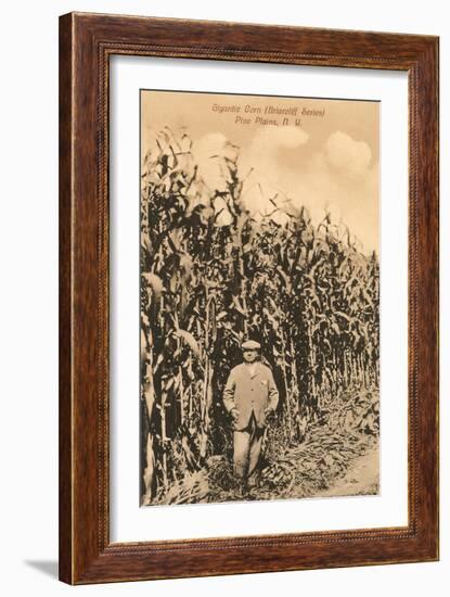 Tall Corn, Pine Plains, New York-null-Framed Art Print