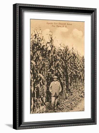 Tall Corn, Pine Plains, New York-null-Framed Art Print