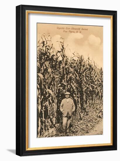 Tall Corn, Pine Plains, New York-null-Framed Art Print