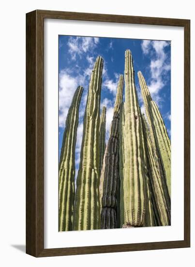 Tall Garden of Cactus-Bill Carson Photography-Framed Art Print