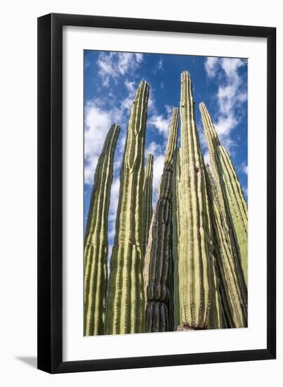 Tall Garden of Cactus-Bill Carson Photography-Framed Art Print