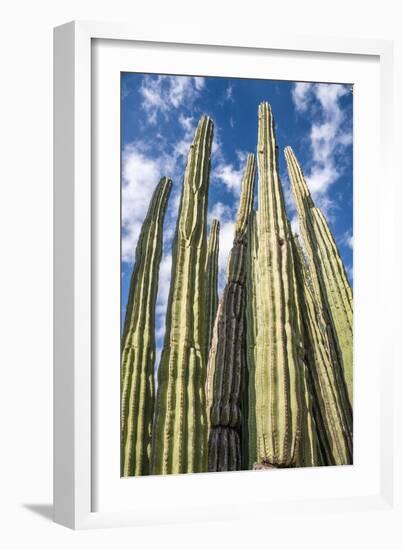 Tall Garden of Cactus-Bill Carson Photography-Framed Art Print