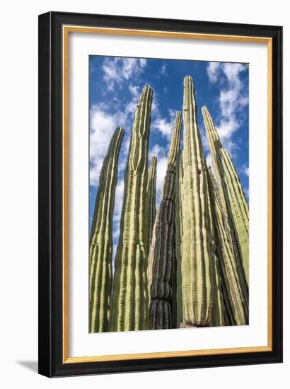 Tall Garden of Cactus-Bill Carson Photography-Framed Art Print