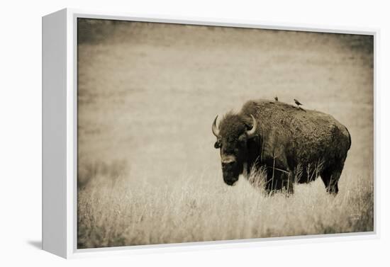 Tall Grass Bird Perch-Nathan Larson-Framed Premier Image Canvas