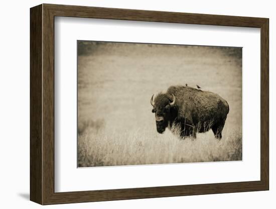 Tall Grass Bird Perch-Nathan Larson-Framed Photographic Print