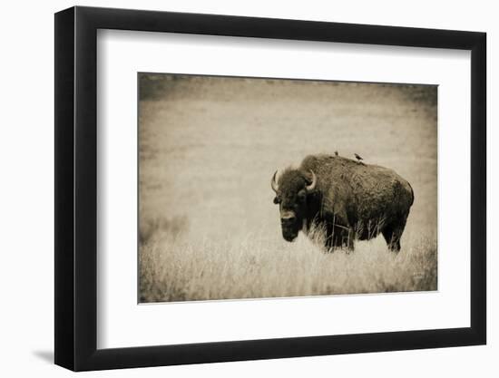 Tall Grass Bird Perch-Nathan Larson-Framed Photographic Print