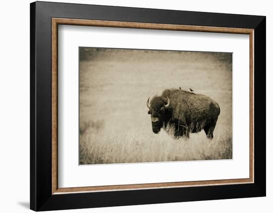 Tall Grass Bird Perch-Nathan Larson-Framed Photographic Print