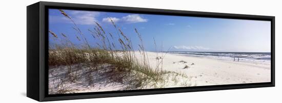 Tall Grass on the Beach, Perdido Key Area, Gulf Islands National Seashore, Pensacola, Florida, USA-null-Framed Stretched Canvas