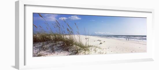 Tall Grass on the Beach, Perdido Key Area, Gulf Islands National Seashore, Pensacola, Florida, USA-null-Framed Photographic Print