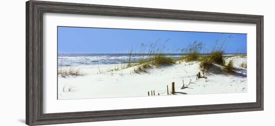 Tall Grass on the Beach, Perdido Key Area, Gulf Islands National Seashore, Pensacola, Florida, USA-null-Framed Photographic Print