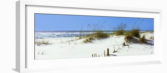 Tall Grass on the Beach, Perdido Key Area, Gulf Islands National Seashore, Pensacola, Florida, USA-null-Framed Photographic Print