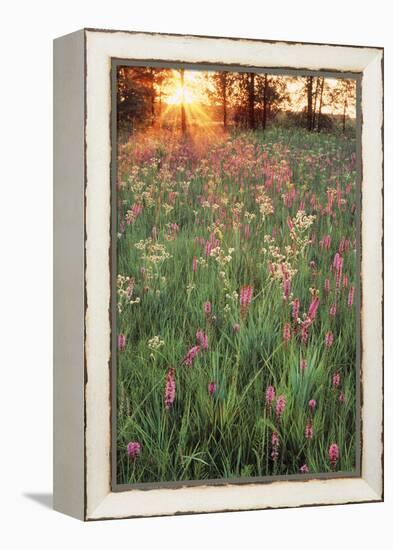 Tall Grass Prairie, Iroquois County State Wildlife Area, Illinois, USA-Adam Jones-Framed Premier Image Canvas