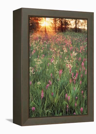 Tall Grass Prairie, Iroquois County State Wildlife Area, Illinois, USA-Adam Jones-Framed Premier Image Canvas