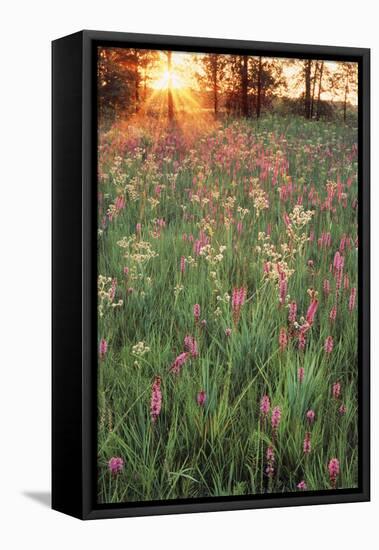 Tall Grass Prairie, Iroquois County State Wildlife Area, Illinois, USA-Adam Jones-Framed Premier Image Canvas