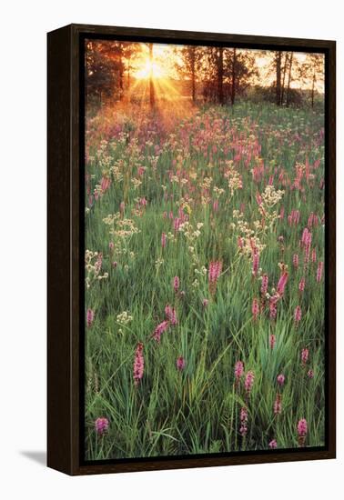 Tall Grass Prairie, Iroquois County State Wildlife Area, Illinois, USA-Adam Jones-Framed Premier Image Canvas