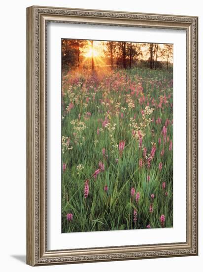 Tall Grass Prairie, Iroquois County State Wildlife Area, Illinois, USA-Adam Jones-Framed Photographic Print