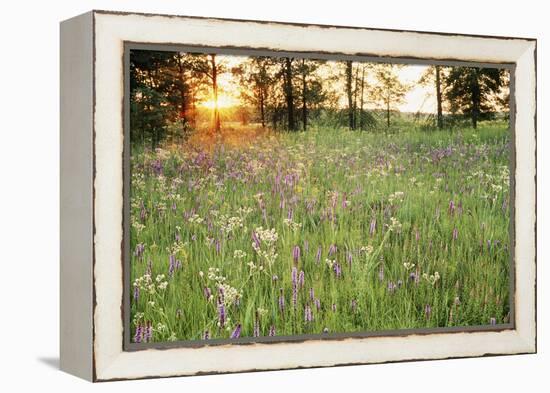 Tall Grass Prairie, Iroquois County State Wildlife Area, Illinois, USA-Adam Jones-Framed Premier Image Canvas