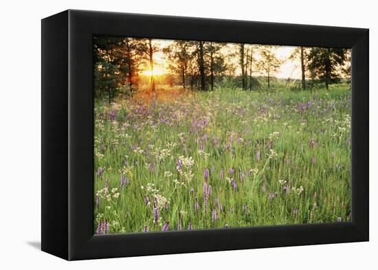 Tall Grass Prairie, Iroquois County State Wildlife Area, Illinois, USA-Adam Jones-Framed Premier Image Canvas