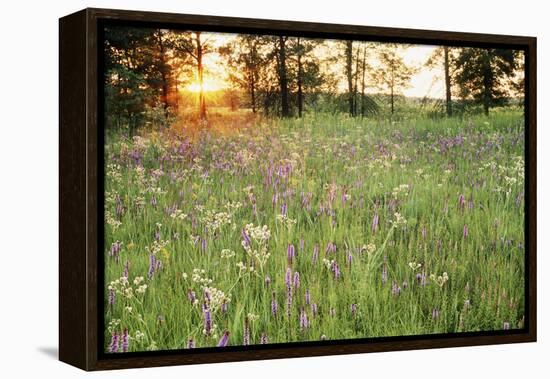 Tall Grass Prairie, Iroquois County State Wildlife Area, Illinois, USA-Adam Jones-Framed Premier Image Canvas