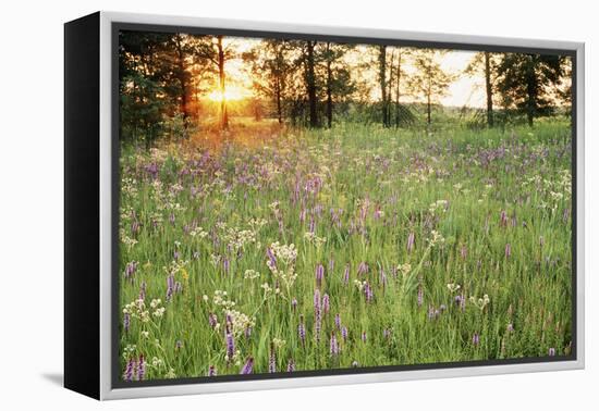 Tall Grass Prairie, Iroquois County State Wildlife Area, Illinois, USA-Adam Jones-Framed Premier Image Canvas