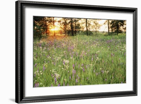 Tall Grass Prairie, Iroquois County State Wildlife Area, Illinois, USA-Adam Jones-Framed Photographic Print