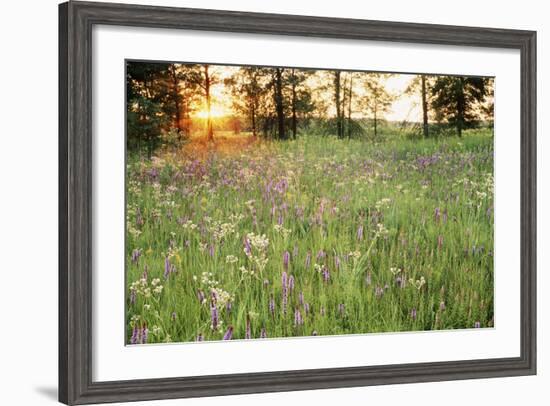 Tall Grass Prairie, Iroquois County State Wildlife Area, Illinois, USA-Adam Jones-Framed Photographic Print