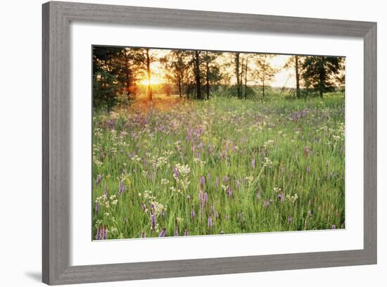 Tall Grass Prairie, Iroquois County State Wildlife Area, Illinois, USA-Adam Jones-Framed Photographic Print