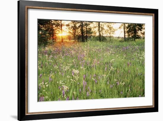 Tall Grass Prairie, Iroquois County State Wildlife Area, Illinois, USA-Adam Jones-Framed Photographic Print