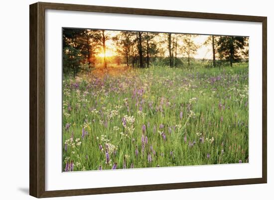 Tall Grass Prairie, Iroquois County State Wildlife Area, Illinois, USA-Adam Jones-Framed Photographic Print