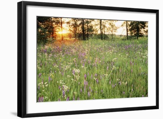 Tall Grass Prairie, Iroquois County State Wildlife Area, Illinois, USA-Adam Jones-Framed Photographic Print