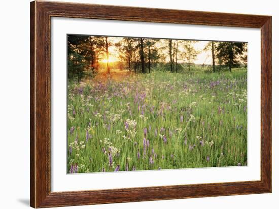 Tall Grass Prairie, Iroquois County State Wildlife Area, Illinois, USA-Adam Jones-Framed Photographic Print