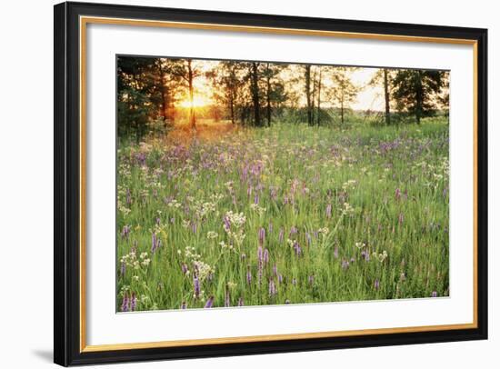 Tall Grass Prairie, Iroquois County State Wildlife Area, Illinois, USA-Adam Jones-Framed Photographic Print