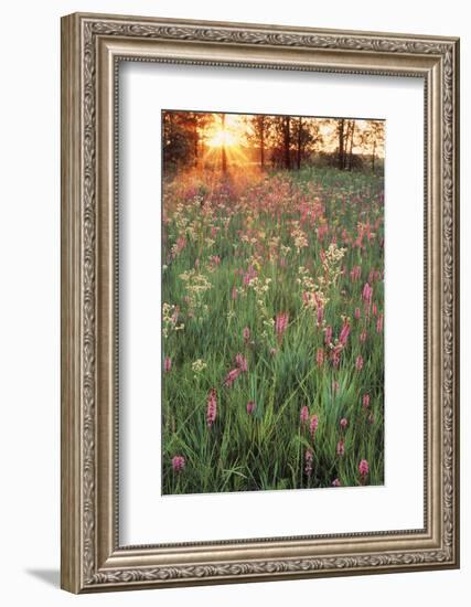 Tall Grass Prairie, Iroquois County State Wildlife Area, Illinois, USA-Adam Jones-Framed Photographic Print