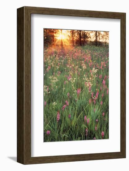 Tall Grass Prairie, Iroquois County State Wildlife Area, Illinois, USA-Adam Jones-Framed Photographic Print