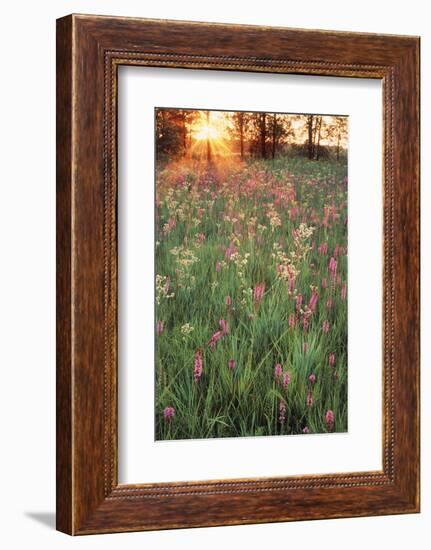 Tall Grass Prairie, Iroquois County State Wildlife Area, Illinois, USA-Adam Jones-Framed Photographic Print