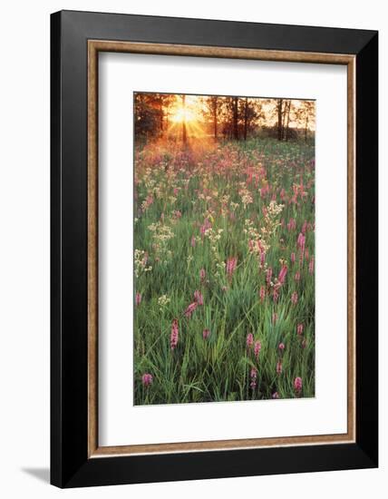 Tall Grass Prairie, Iroquois County State Wildlife Area, Illinois, USA-Adam Jones-Framed Photographic Print