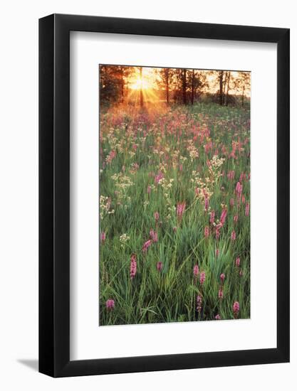 Tall Grass Prairie, Iroquois County State Wildlife Area, Illinois, USA-Adam Jones-Framed Photographic Print