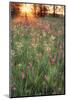 Tall Grass Prairie, Iroquois County State Wildlife Area, Illinois, USA-Adam Jones-Mounted Photographic Print