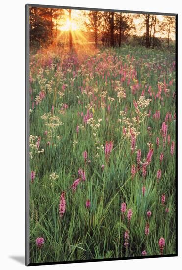 Tall Grass Prairie, Iroquois County State Wildlife Area, Illinois, USA-Adam Jones-Mounted Photographic Print