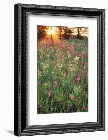 Tall Grass Prairie, Iroquois County State Wildlife Area, Illinois, USA-Adam Jones-Framed Photographic Print