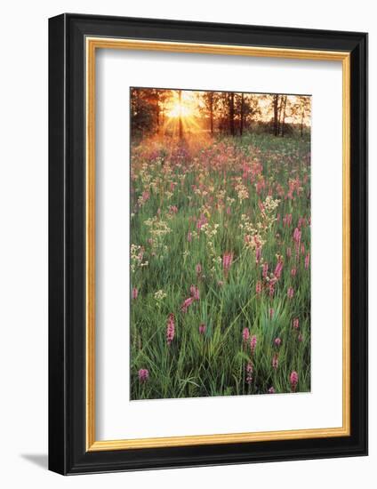 Tall Grass Prairie, Iroquois County State Wildlife Area, Illinois, USA-Adam Jones-Framed Photographic Print