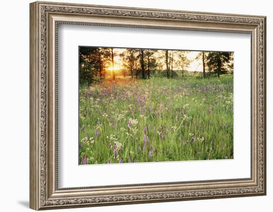 Tall Grass Prairie, Iroquois County State Wildlife Area, Illinois, USA-Adam Jones-Framed Photographic Print