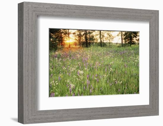 Tall Grass Prairie, Iroquois County State Wildlife Area, Illinois, USA-Adam Jones-Framed Photographic Print