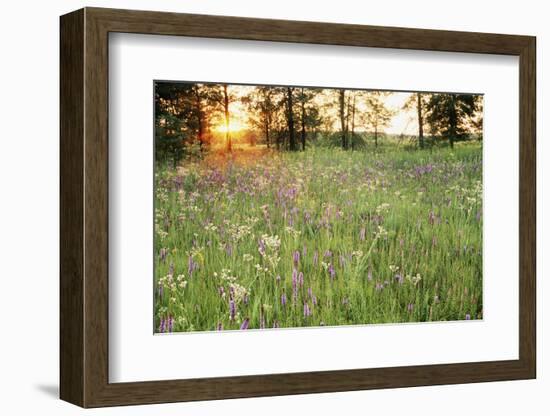 Tall Grass Prairie, Iroquois County State Wildlife Area, Illinois, USA-Adam Jones-Framed Photographic Print