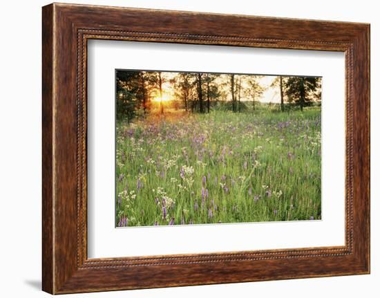 Tall Grass Prairie, Iroquois County State Wildlife Area, Illinois, USA-Adam Jones-Framed Photographic Print