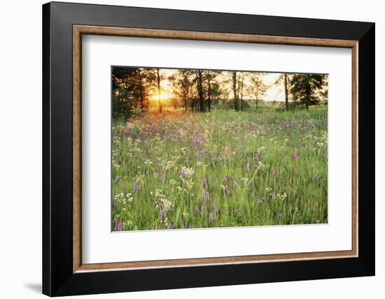 Tall Grass Prairie, Iroquois County State Wildlife Area, Illinois, USA-Adam Jones-Framed Photographic Print