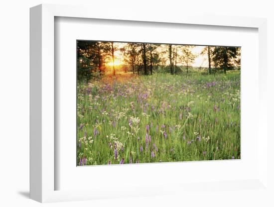 Tall Grass Prairie, Iroquois County State Wildlife Area, Illinois, USA-Adam Jones-Framed Photographic Print