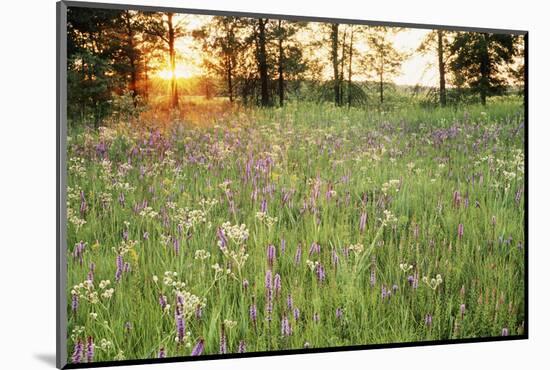 Tall Grass Prairie, Iroquois County State Wildlife Area, Illinois, USA-Adam Jones-Mounted Photographic Print