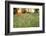 Tall Grass Prairie, Iroquois County State Wildlife Area, Illinois, USA-Adam Jones-Framed Photographic Print