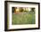 Tall Grass Prairie, Iroquois County State Wildlife Area, Illinois, USA-Adam Jones-Framed Photographic Print